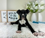 Small #1 Boxer