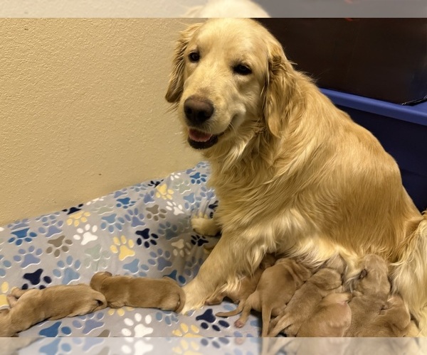 Medium Photo #1 Golden Retriever Puppy For Sale in PORTALES, NM, USA