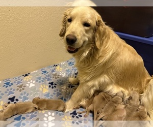 Mother of the Golden Retriever puppies born on 02/12/2026