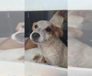 Mutt Dogs for adoption in San Antonio, TX, USA
