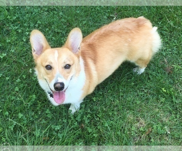 Medium Photo #1 Pembroke Welsh Corgi Puppy For Sale in ROLLA, MO, USA