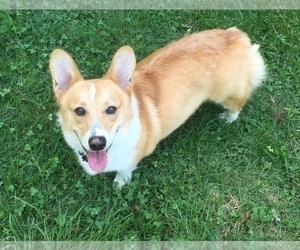 Father of the Pembroke Welsh Corgi puppies born on 06/09/2025