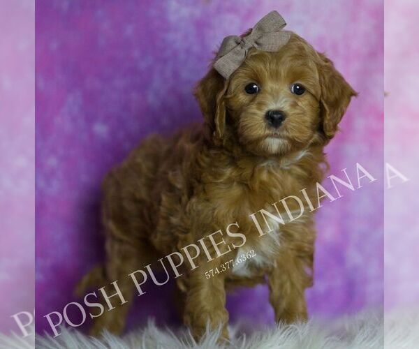 Medium Photo #48 Maltipoo (Miniature) Puppy For Sale in WARSAW, IN, USA