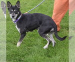 Small #1 Gerberian Shepsky