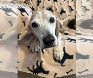 Beagle-Unknown Mix Dogs for adoption in Mount Pleasant, SC, USA