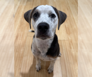 American Pit Bull Terrier-Beagle Mix Dogs for adoption in Holly Springs, NC, USA