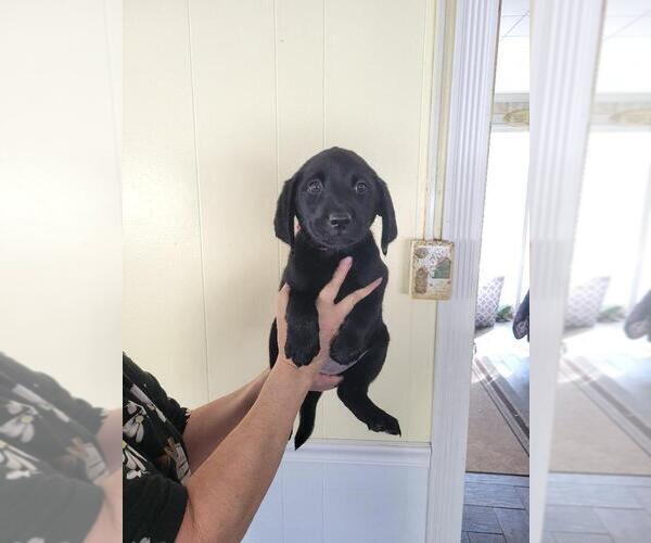 Medium Photo #2 Labrador Retriever Puppy For Sale in ROBINSON, PA, USA
