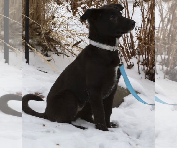 Medium Photo #3 Shepradors Puppy For Sale in Princeton, MN, USA