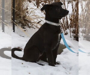 Lydia - Female Shepradors Dog for Adoption - Photo #3