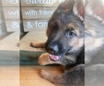 Small Photo #1 German Shepherd Dog Puppy For Sale in UNIVERSITY PL, WA, USA