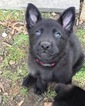 Small Photo #13 German Shepherd Dog Puppy For Sale in SICKLERVILLE, NJ, USA