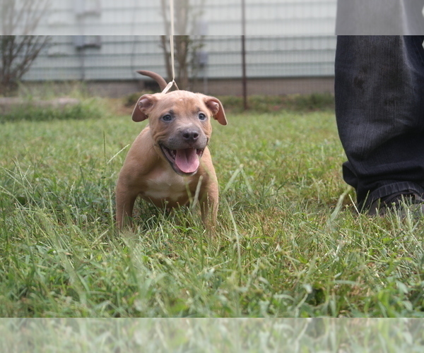Medium Photo #1 American Pit Bull Terrier Puppy For Sale in POPLAR BLUFF, MO, USA