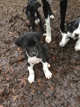 Medium Photo #5 Great Dane Puppy For Sale in COVINGTON, GA, USA