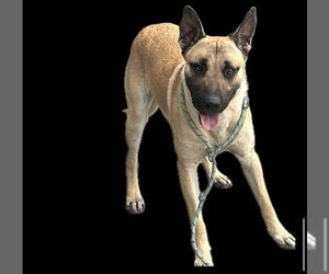 German Shepherd Dog Dogs for adoption in Rancho Cucamonga, CA, USA