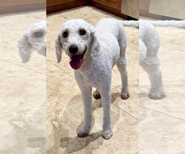 Medium Photo #2 Poodle (Miniature) Puppy For Sale in Boca Raton, FL, USA