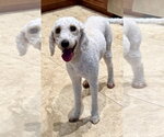 Small #1 Poodle (Miniature)