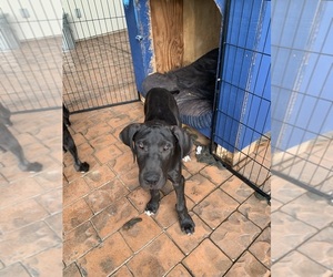 Great Dane Puppy for sale in OROVILLE, CA, USA