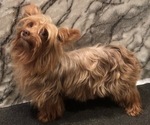 Small #4 Yorkshire Terrier