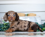 Image preview for Ad Listing. Nickname: Litter of 5