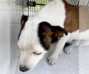 Mutt Dogs for adoption in Houston, TX, USA