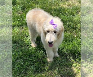 Goldendoodle Puppy for sale in DUNDEE, OH, USA