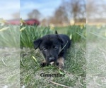 Small Photo #17 German Shepherd Dog-Siberian Husky Mix Puppy For Sale in COLUMBUS, OH, USA