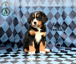 Small Photo #1 Bernese Mountain Dog Puppy For Sale in HARRISONBURG, VA, USA