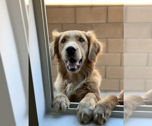 Golden Retriever Puppy for sale in VICTORVILLE, CA, USA
