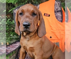 Redbone Coonhound Puppy for sale in DENVER, PA, USA