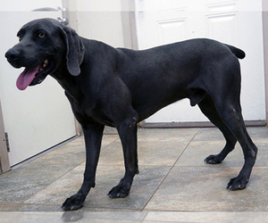 Father of the Weimaraner puppies born on 12/14/2025