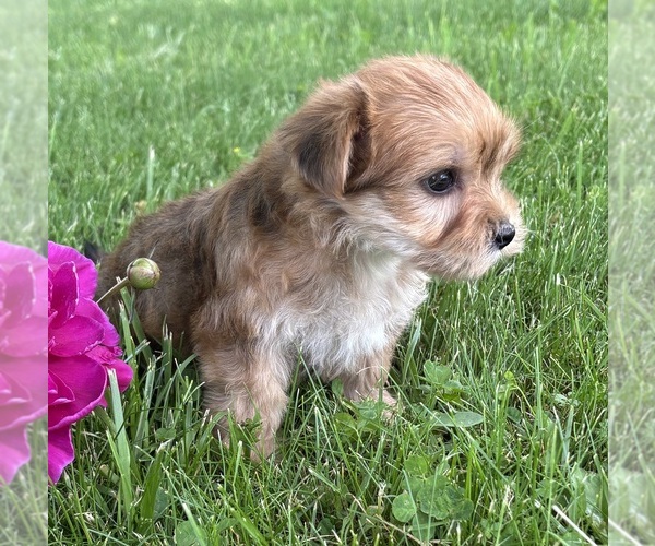 Medium Photo #7 Morkie Puppy For Sale in ROCK STREAM, NY, USA