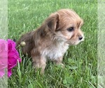 Small #6 Morkie