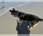Small #4 German Shepherd Dog