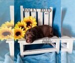 Small Photo #26 Labradoodle Puppy For Sale in ELIZABETH CITY, NC, USA