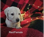 Small #20 Labrador Retriever