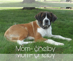 Small Photo #1 Saint Bernard Puppy For Sale in FREDERICKSBG, OH, USA