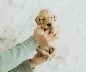Goldendoodle Puppy for sale in LAKE GENEVA, WI, USA