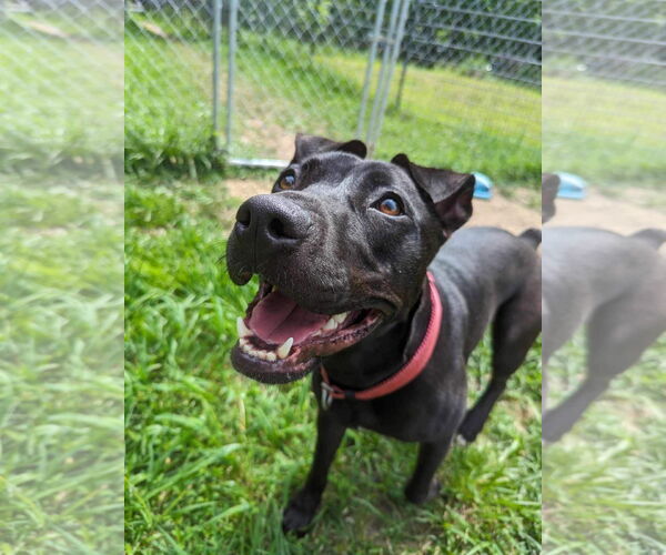 Medium Photo #1 American Pit Bull Terrier-Mountain Cur Mix Puppy For Sale in Calhoun, GA, USA