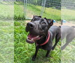 Small Photo #1 American Pit Bull Terrier-Mountain Cur Mix Puppy For Sale in Calhoun, GA, USA