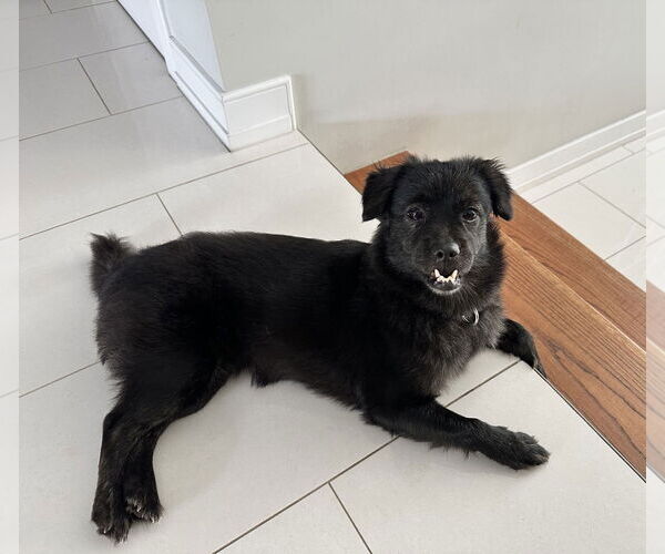 Medium Photo #25 Mutt Puppy For Sale in Philadelphia, PA, USA