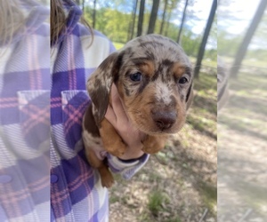 Dachshund Puppy for sale in DENHAM SPRINGS, LA, USA