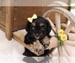 Small #2 Cavapoo