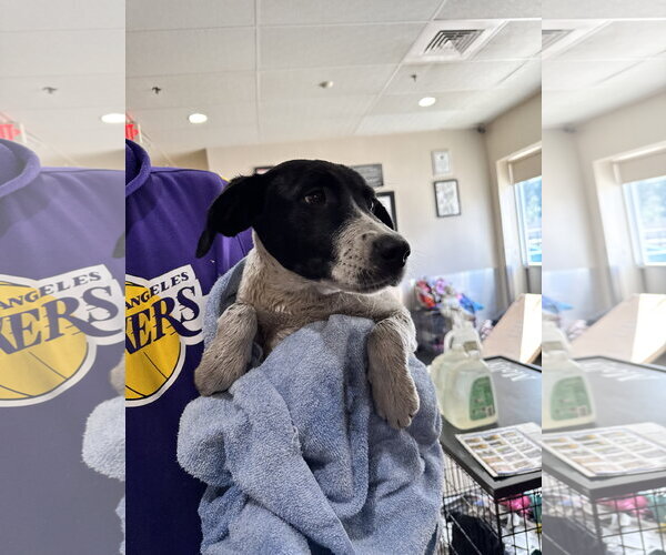 Medium Photo #4 Mutt Puppy For Sale in Sanford, FL, USA