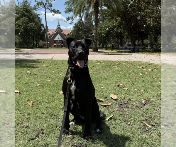 Medium Photo #3 American Pit Bull Terrier-Huskies  Mix Puppy For Sale in Tampa, FL, USA
