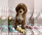 Small #5 Goldendoodle (Miniature)