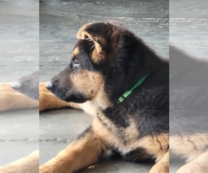 German Shepherd Dog Puppy for sale in COLUMBIA, SC, USA