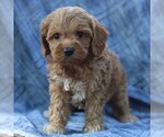 Small #1 Cavapoo