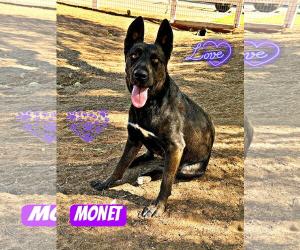 Medium Photo #2  Puppy For Sale in , 