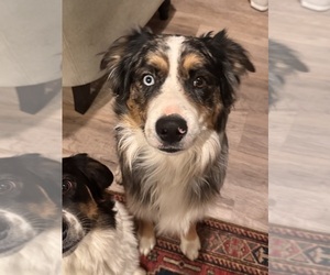 Father of the Australian Shepherd puppies born on 01/18/2026