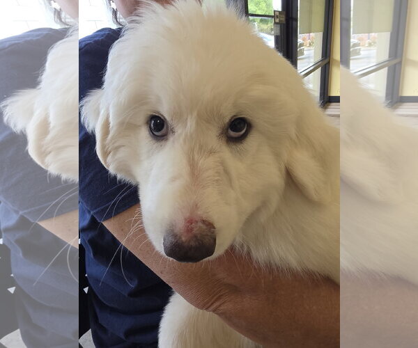 Medium Photo #13 Great Pyrenees Puppy For Sale in Houston, TX, USA